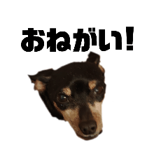 [LINEスタンプ] イヌトトリ