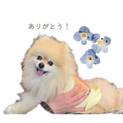 [LINEスタンプ] 日常使いができるこむちゃんのスタンプ♩