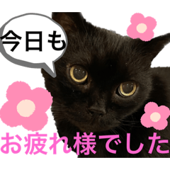 [LINEスタンプ] 黒猫 ルナ院長76にゃんめ