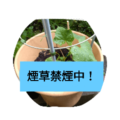 [LINEスタンプ] 月山線スタンプ日薬碁胡瓜壱ふな
