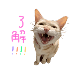[LINEスタンプ] マイペースなローちゃんのスタンプ