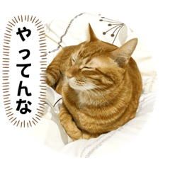 [LINEスタンプ] なつめ The orange tabby 4