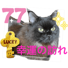 [LINEスタンプ] 黒猫 ルナ院長77にゃんめ