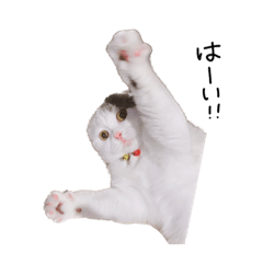 [LINEスタンプ] まんまるスコちゃん2