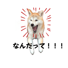 [LINEスタンプ] 柴犬 小梅ちゃんの日常
