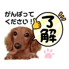 [LINEスタンプ] ダックスフンド☆コメント付了解スタンプ