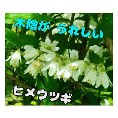 [LINEスタンプ] 日常のトークと 高知県佐川町の 山野草の花