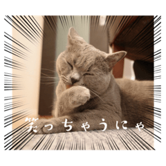[LINEスタンプ] 石猫と森猫と飛び犬