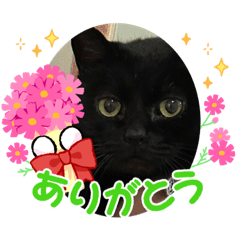 [LINEスタンプ] くろ猫さんのスタンプ②