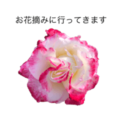 [LINEスタンプ] dodoスタンプ263花