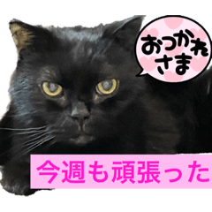 [LINEスタンプ] 黒猫 ルナ院長79にゃんめ