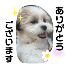 [LINEスタンプ] 南海家のアイドル福くん