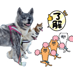 [LINEスタンプ] こじこてこと夏ver