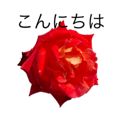 [LINEスタンプ] dodoスタンプ264 花