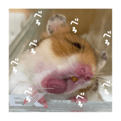[LINEスタンプ] 喋る てんぷら