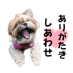 [LINEスタンプ] うちの鼻黒わんこのお友達5