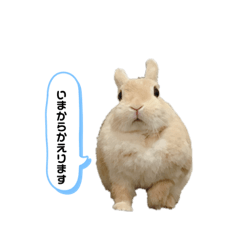 [LINEスタンプ] 毎日使えるうさぎのみかんスタンプ