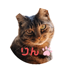 [LINEスタンプ] 我が家のねこしゃん