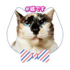 [LINEスタンプ] ねこのぱとちゃんウニちゃん④