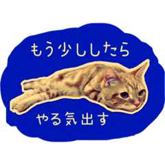 [LINEスタンプ] レイ君と過ごす 熱い夏。