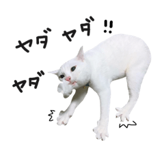 [LINEスタンプ] うちの猫3匹