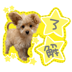 [LINEスタンプ] わんわん！ラブスタンプ