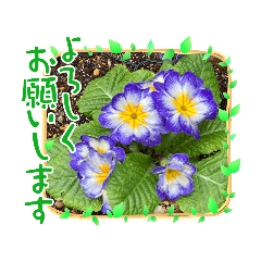 [LINEスタンプ] お花（植物）フォトスタンプ