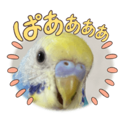 [LINEスタンプ] ルキちゃん セキセイインコ2の画像（メイン）