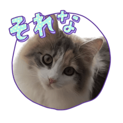 [LINEスタンプ] ゆずちゃんだよ♡♡