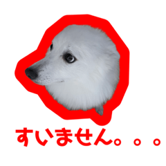 [LINEスタンプ] ハクとネロとライラの日常スタンプ。No1