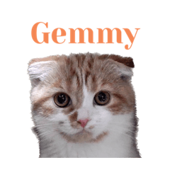 [LINEスタンプ] Gemmy！！