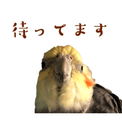 [LINEスタンプ] オカメインコ 小梅ちゃん4