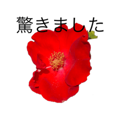 [LINEスタンプ] dodoスタンプ268花の画像（メイン）