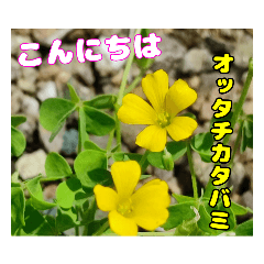 [LINEスタンプ] 初夏の山野草を添えてご挨拶