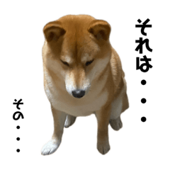 [LINEスタンプ] リアル柴犬 ツンデレ