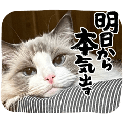 [LINEスタンプ] まいにちねこのひ。その2