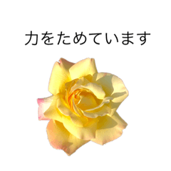 [LINEスタンプ] dodoスタンプ270花の画像（メイン）