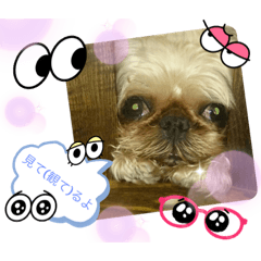 [LINEスタンプ] マルスFamily 9(ブリュッセルグリフォン)