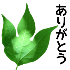 [LINEスタンプ] 葉っぱや花が家族の言葉を運んでくれます