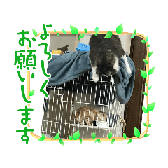 [LINEスタンプ] 気まま猫6