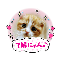 [LINEスタンプ] もち吉 mochikichi