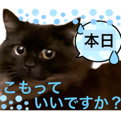 [LINEスタンプ] 黒猫 ルナ院長86にゃんめ