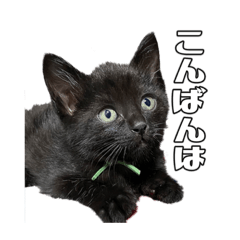 [LINEスタンプ] TWFモフモフスタンプ