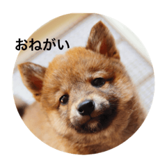 [LINEスタンプ] 小豆の日記