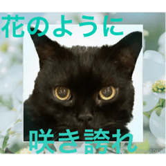 [LINEスタンプ] 黒猫 ルナ院長87にゃんめ