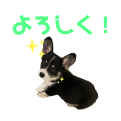 [LINEスタンプ] 天豆[そらまめ]（コーギー:黒）スタンプ