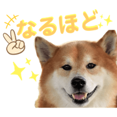 [LINEスタンプ] 龍輔スタンプᐡ• ·̫ • ᐡ