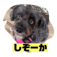 [LINEスタンプ] アンちゃんファミリー・2静岡方言編