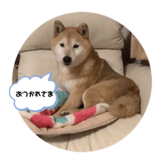 [LINEスタンプ] 柴犬てんちゃんの毎日