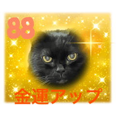 [LINEスタンプ] 黒猫 ルナ院長88にゃんめ